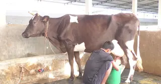 পঞ্চগড়ে ত্রিমুখী সংকটে দুগ্ধ খামারিরা